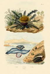Coquille de Cardita, 1833-39